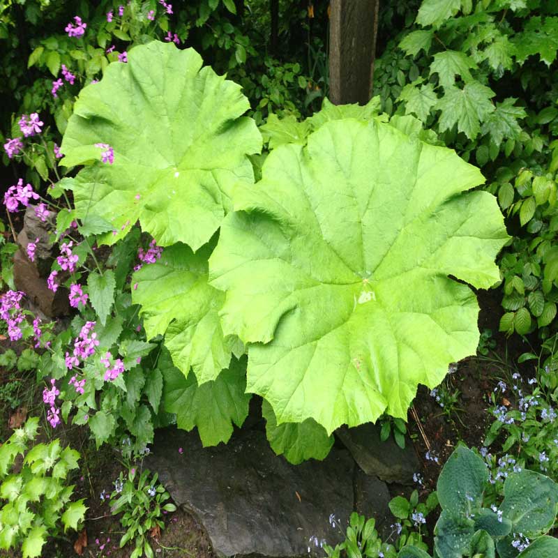  Schaublatt Astilboides tabularis 